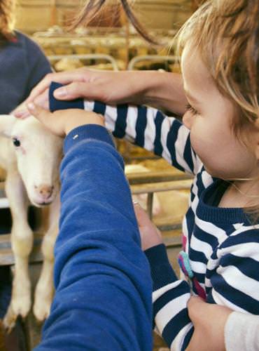 Visite de ferme - Lozère © Marie Zinzoline