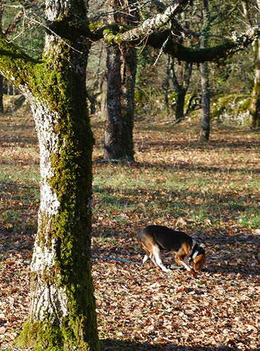 Cavage de la truffe avec un chien, @C.Seguy - Lot Tourisme Cavage de la truffe avec un chien