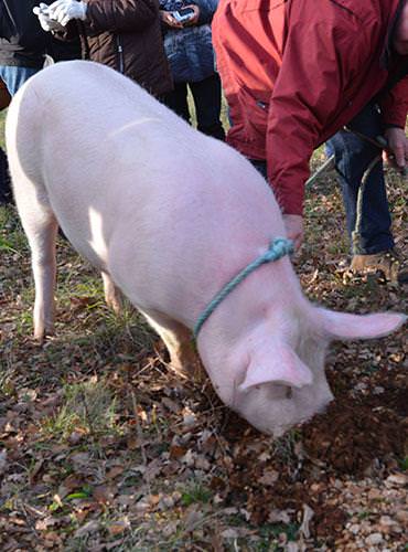 Cavage de la truffe avec un cochon, ©C.Chabanette - CRT Occitanie Cavage de la truffe avec un cochon