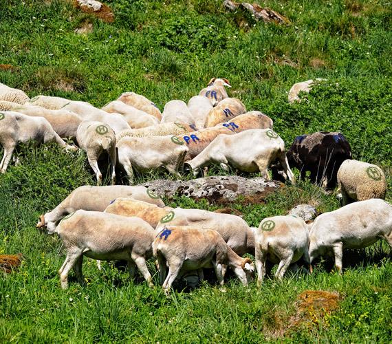 Brebis des Pyrénées © CRTL Occitanie / D.Viet