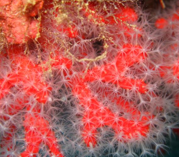 Corail rouge Corail rouge