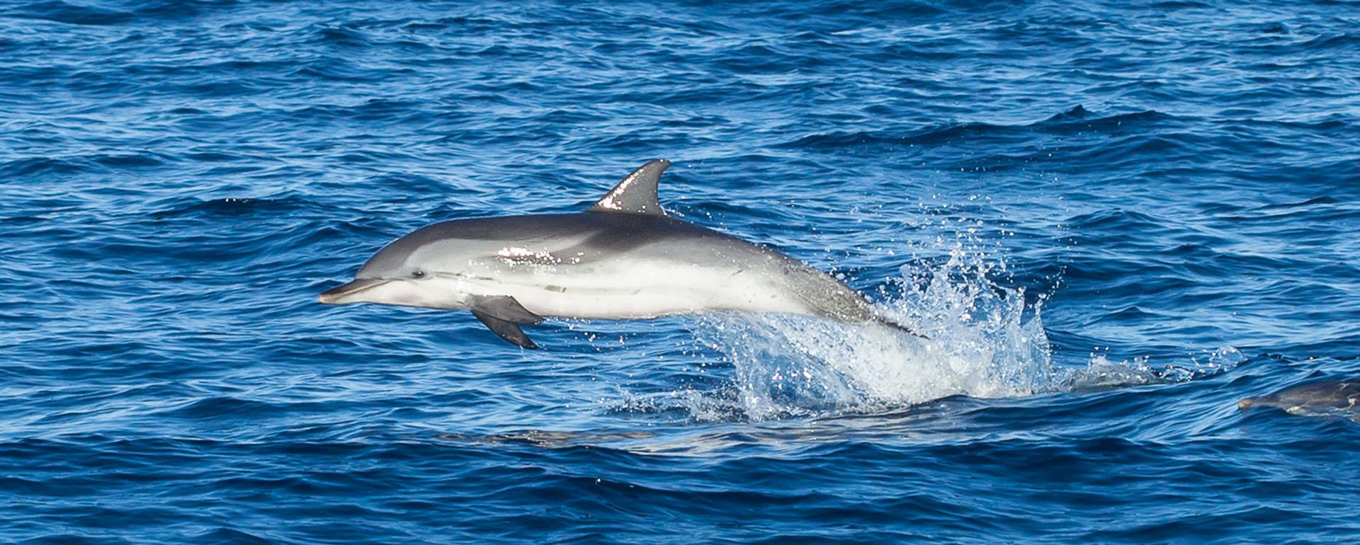 Dauphins au large de Canet-en-Roussillon