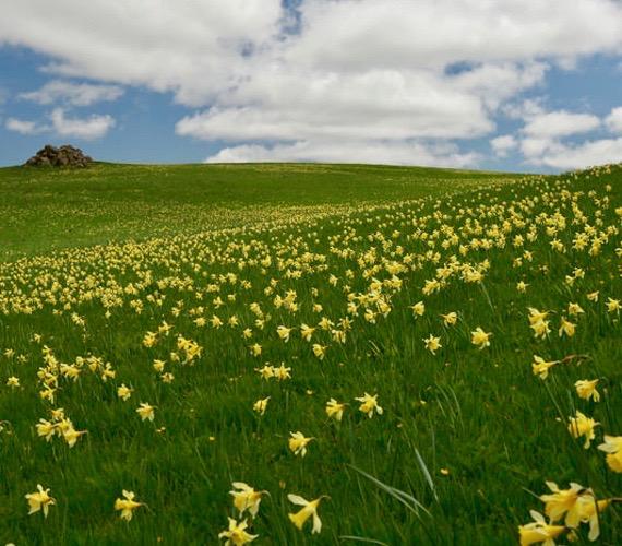 Jonquilles en Aubrac - Occitanie © M.Seguret