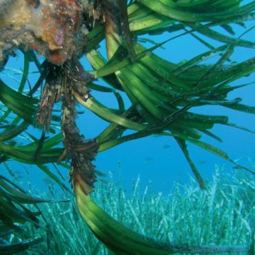 Herbier de Posidonie La plongée sous-marine