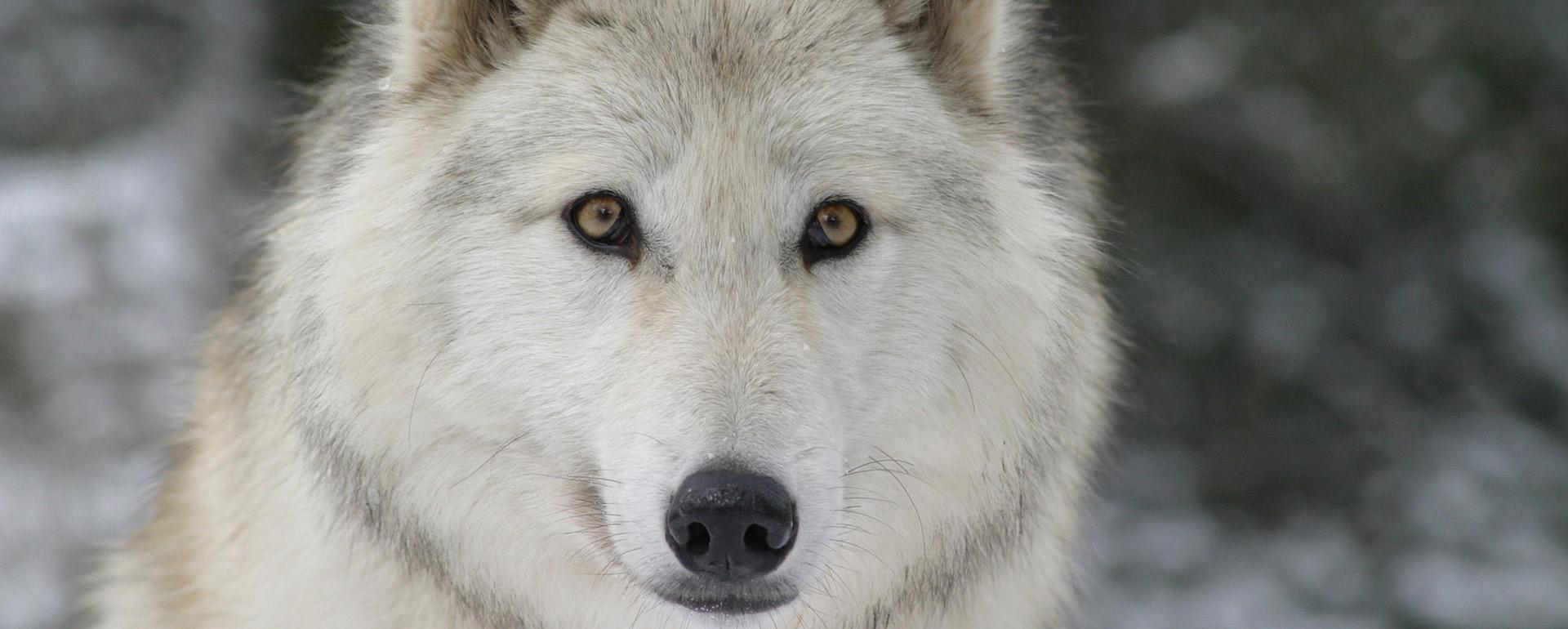 Parc des Loups du Gévaudan © Parc des Loups du Gévaudan