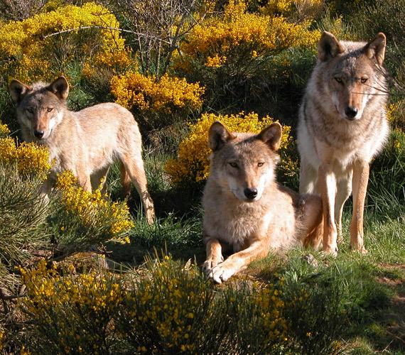 Parc des Loups du Gévaudan Parc des Loups du Gévaudan