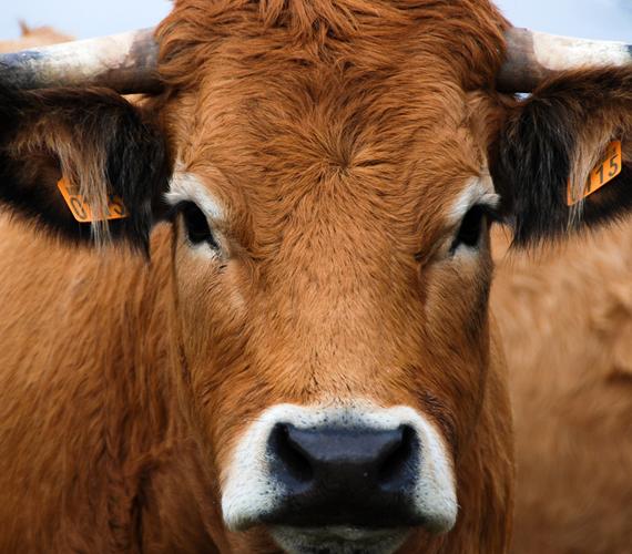 Vache de race Aubrac © J.Theron
