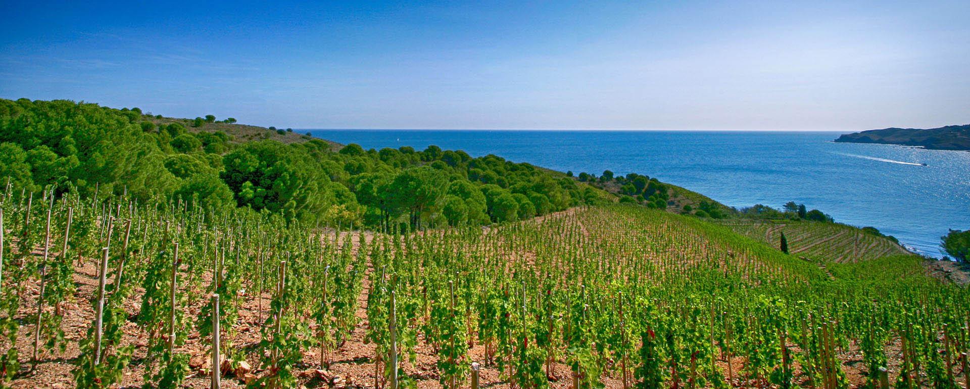 Vignoble de Banuyls-Collioure © G. Deschamps
