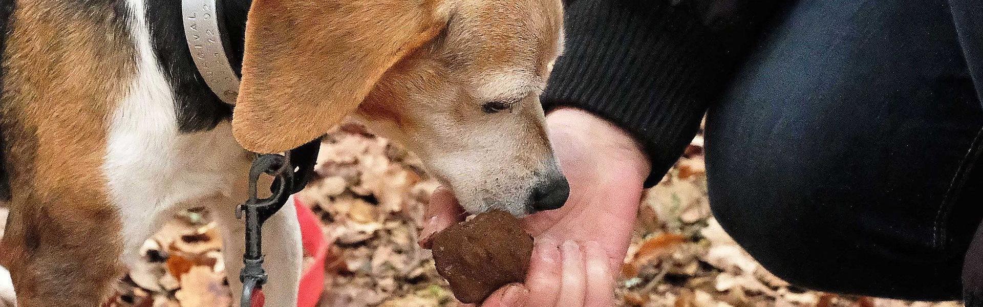 Chien truffier © pixelia de Pixabay