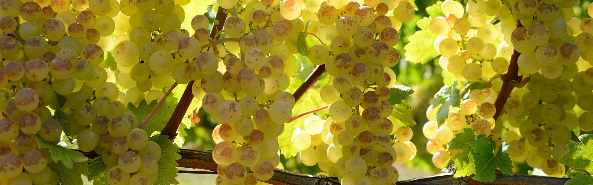 Expérience Tarn-et-Garonne Moissac, raisin Chasselas, Dominique Viet / CRT Occitanie Raisin Chasselas de Moissac