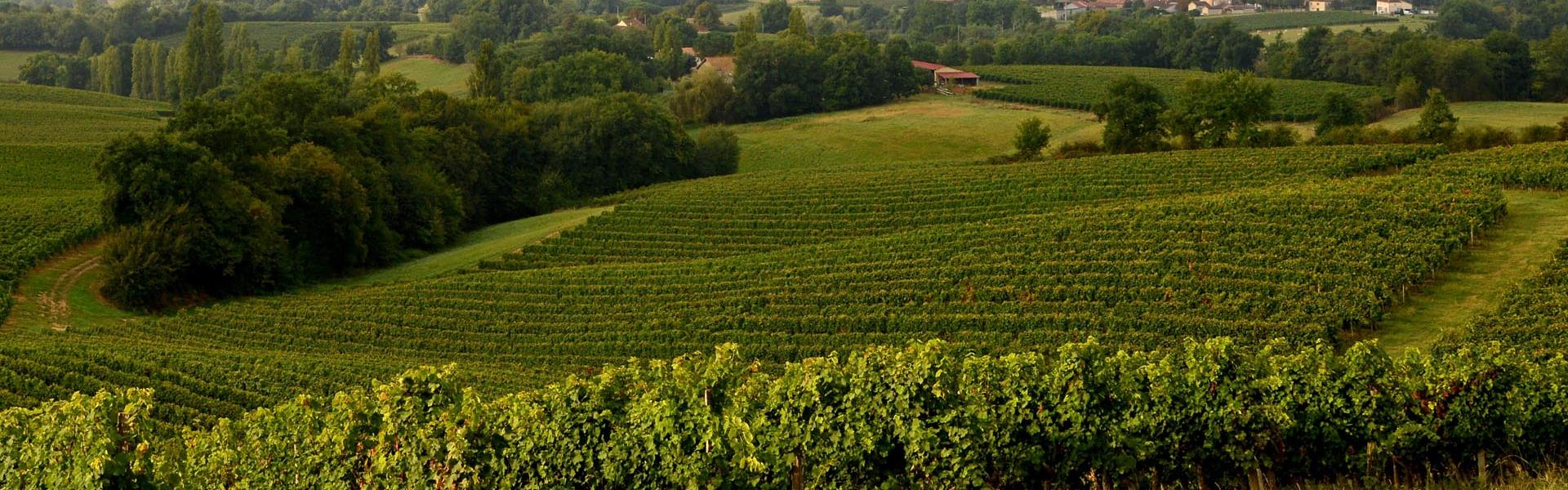 Vignes de l'AOP Saint-Mont Vignes de l'AOP Saint-Mont © P.Thébault / CRTL Occitanie