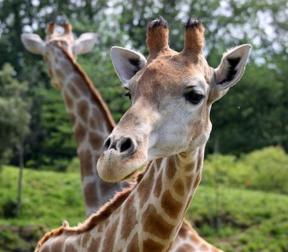 African Safari, Plaisance-du-Touch