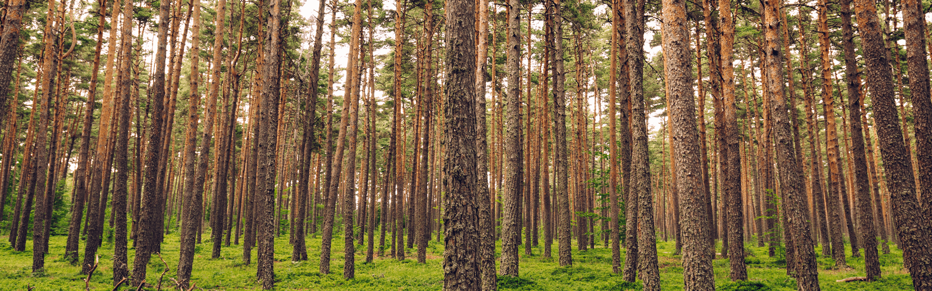 Cache-cache géant avec la Bête du Gévaudan