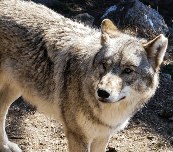 Loup, y es-tu ?