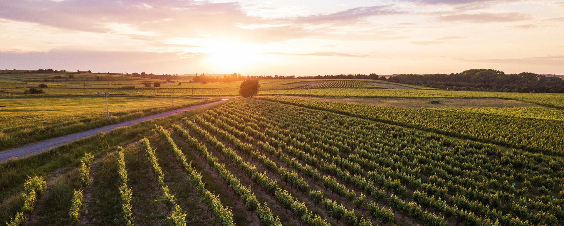 Domaine viticole ©  MaisonTarbouriech,  Domaine viticole © Maison Tarbouriech