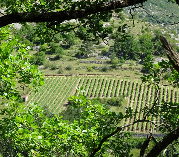 Du vin en Lozère ? Et oui !