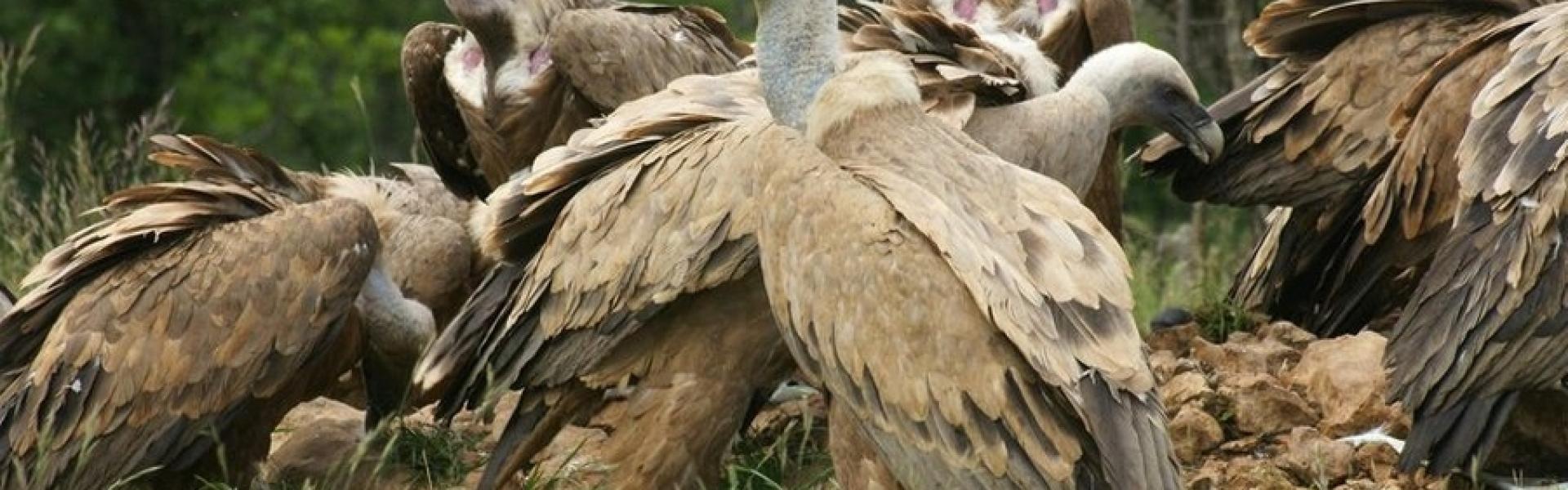 Pech de Bugarach, observatoire des vautours