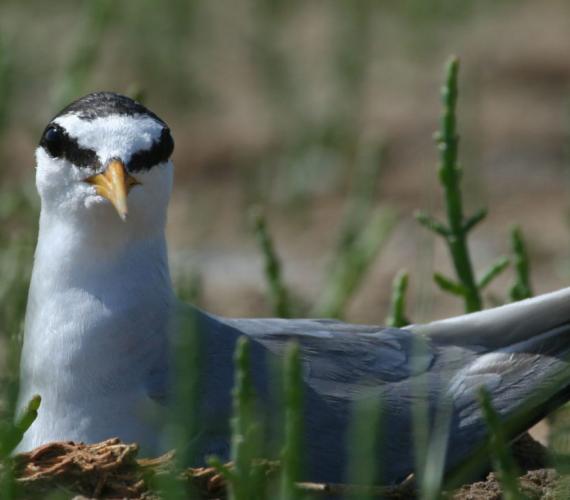 Sterne naine © Xavier Rufray