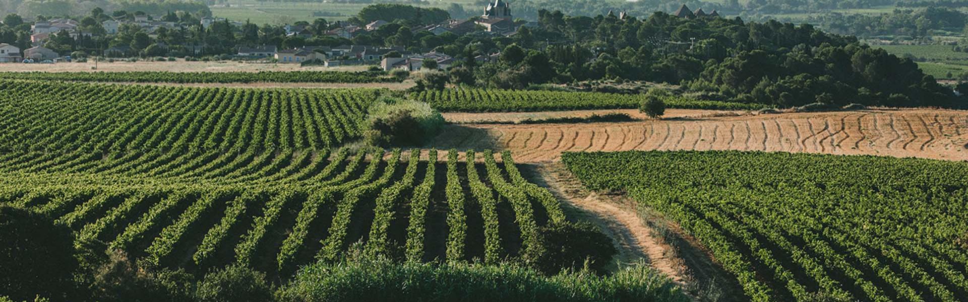 Vignes de l'Aude