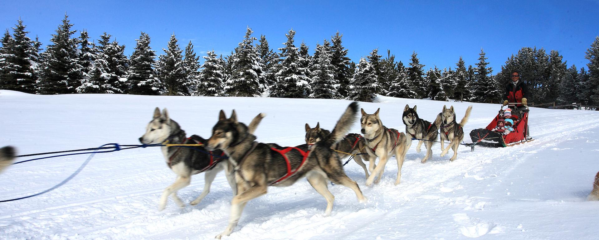 Font Romeu Chiens de traîneau © OT de Font Romeu