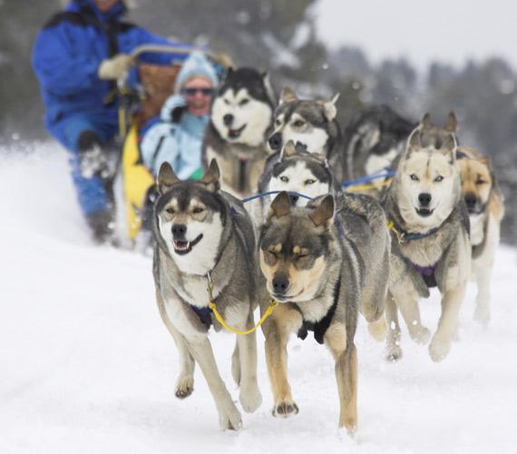 Chiens de traineau