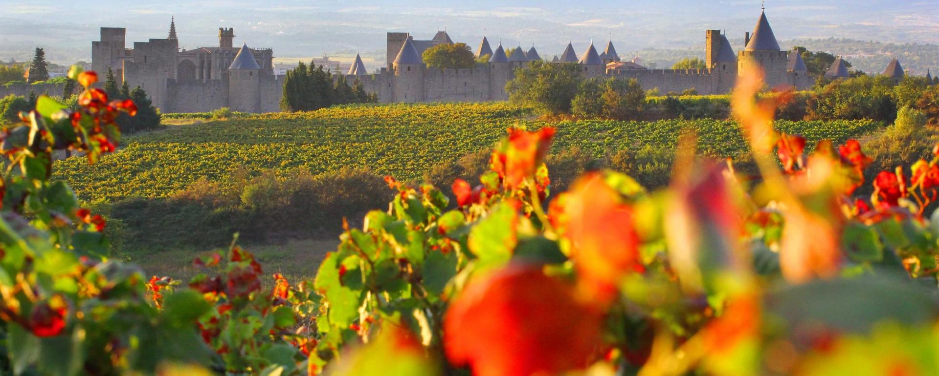 Carcassonne, vignes