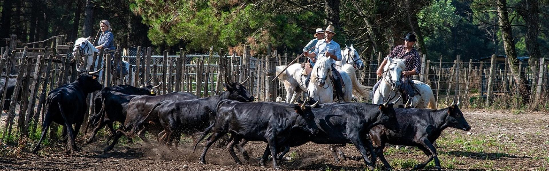 Taureaux de Camargue, Manade du Rhône © Caropat de Pixabay