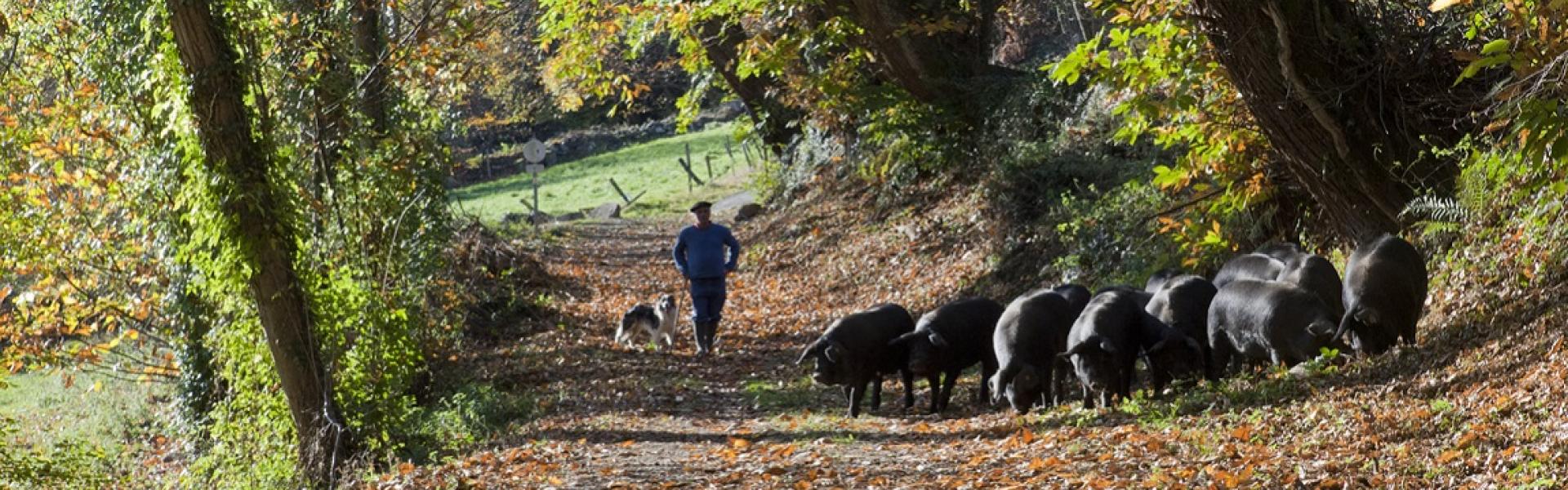 Le porc Noir de Bigorre © noirdebigorre.com