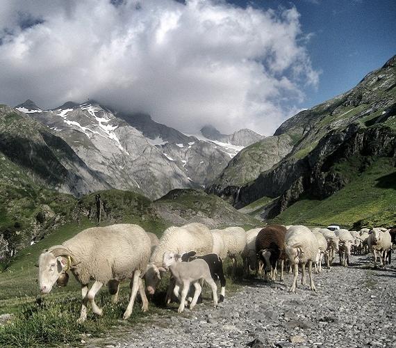 Moutons dans les Pyrénées © Johnnie Shannon de Pixabay