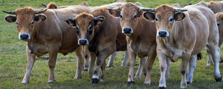 Vaches Aubrac © Christel Sagniez de Pixabay