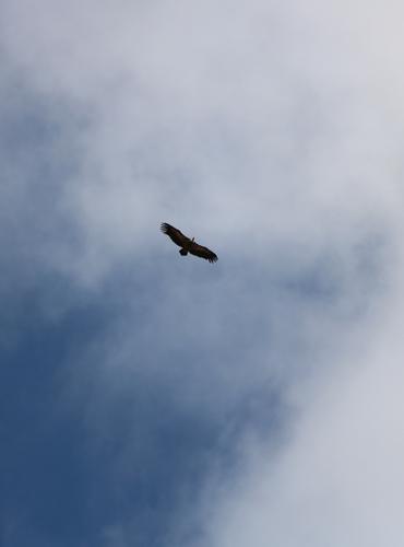 Vautour en Lozère, Sandy Berthomieu ... les vautours !