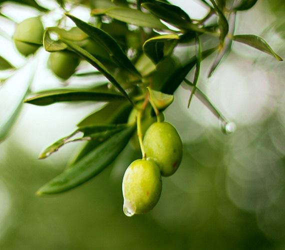 Olives © olivavoe de Pixabay