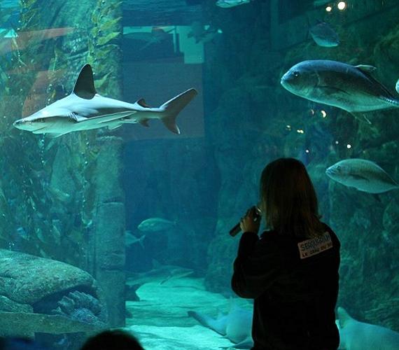 Seaquarium du Grau du Roi © Seaquarium