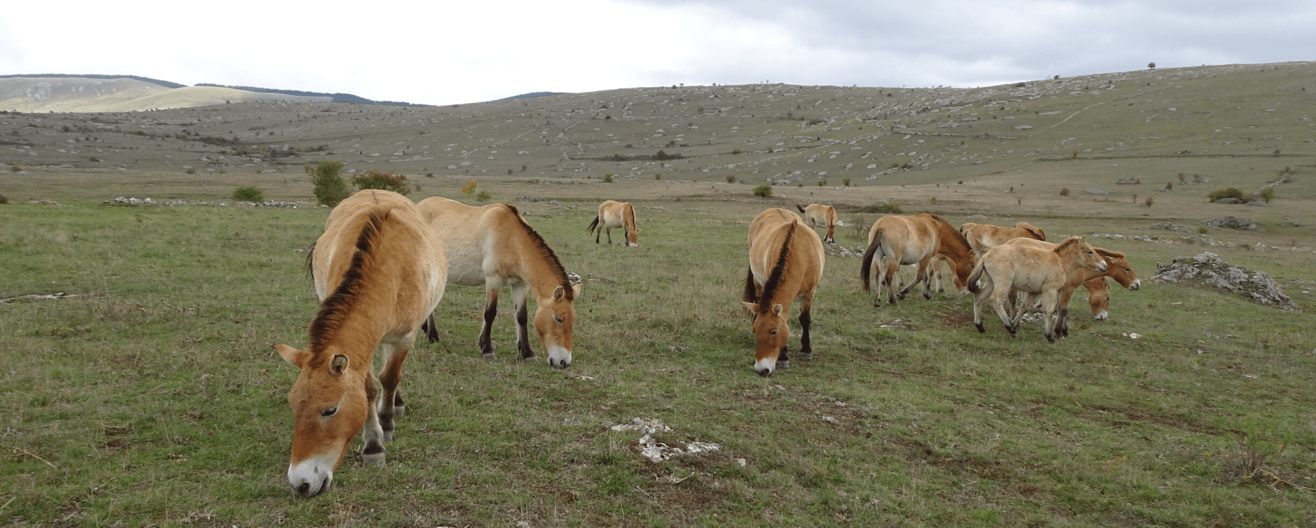 Réserve des chevaux de Przewalski, Lozère