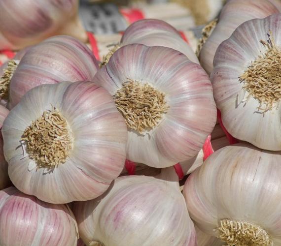 Ail rose de Lautrec © Jacqueline Macou de Pixabay