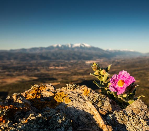 Arbrisseau de taille moyenne, le ciste cotonneux supporte bien les périodes d'aridité