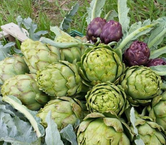 Artichaut du Roussillon © Maison de l'Agriculture Perpignan