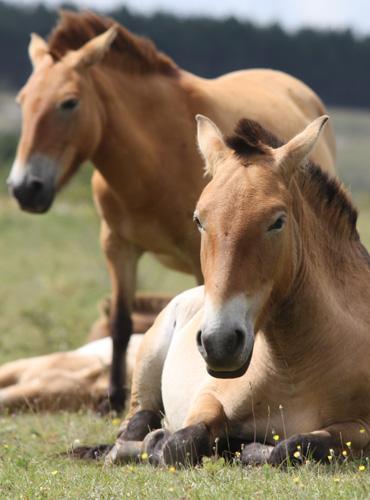 ... beaucoup de chevaux !