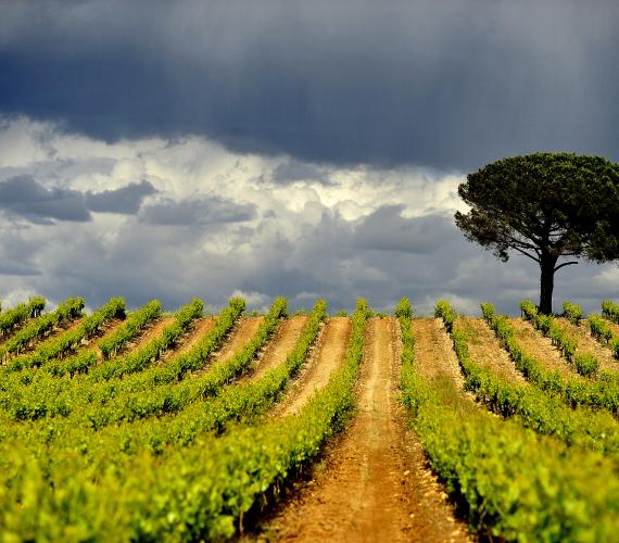 Côtes du Rhône Gardoises - Lirac © B.Liégeois / ADRT Gard