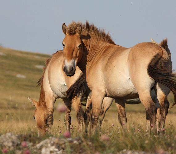 Chevaux de Przewalski - Lozère © Hélène Roche