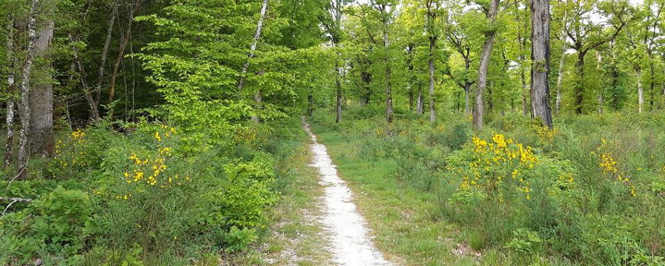 Forêt de Montech - Tarn-et-Garonne © CRTL Occitanie