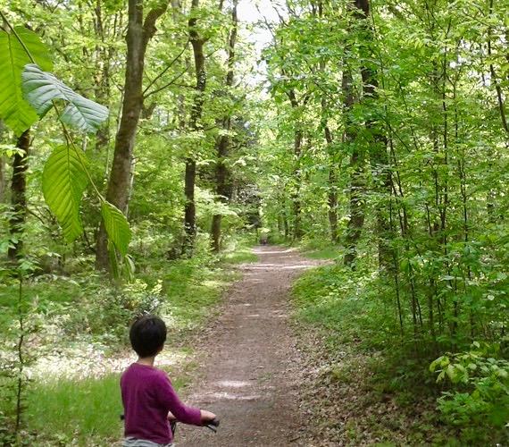 Forêt de Montech - Tarn-et-Garonne