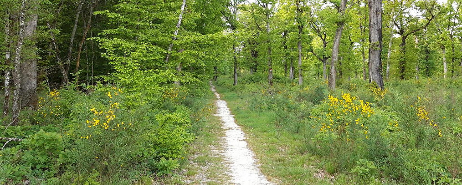 Forêt de Montech (Tarn-et-Garonne)