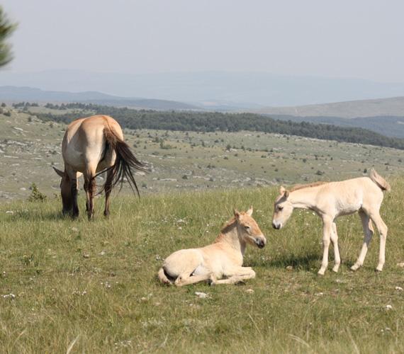 Poulains de Przewalski © Hélène Roche