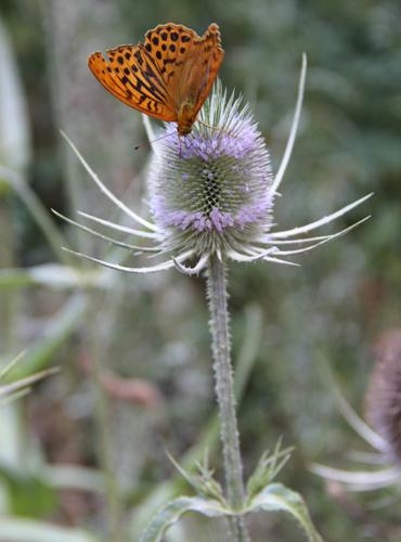 Chardon - Lozère © Sandy Berthomieu