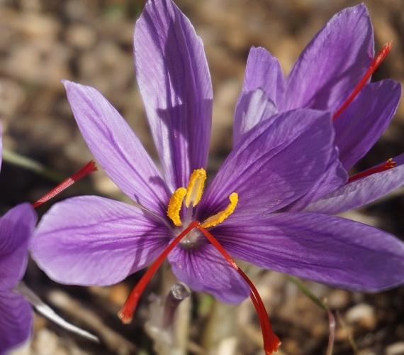 Safran - Crocus sativus © Xtendo de Pixabay