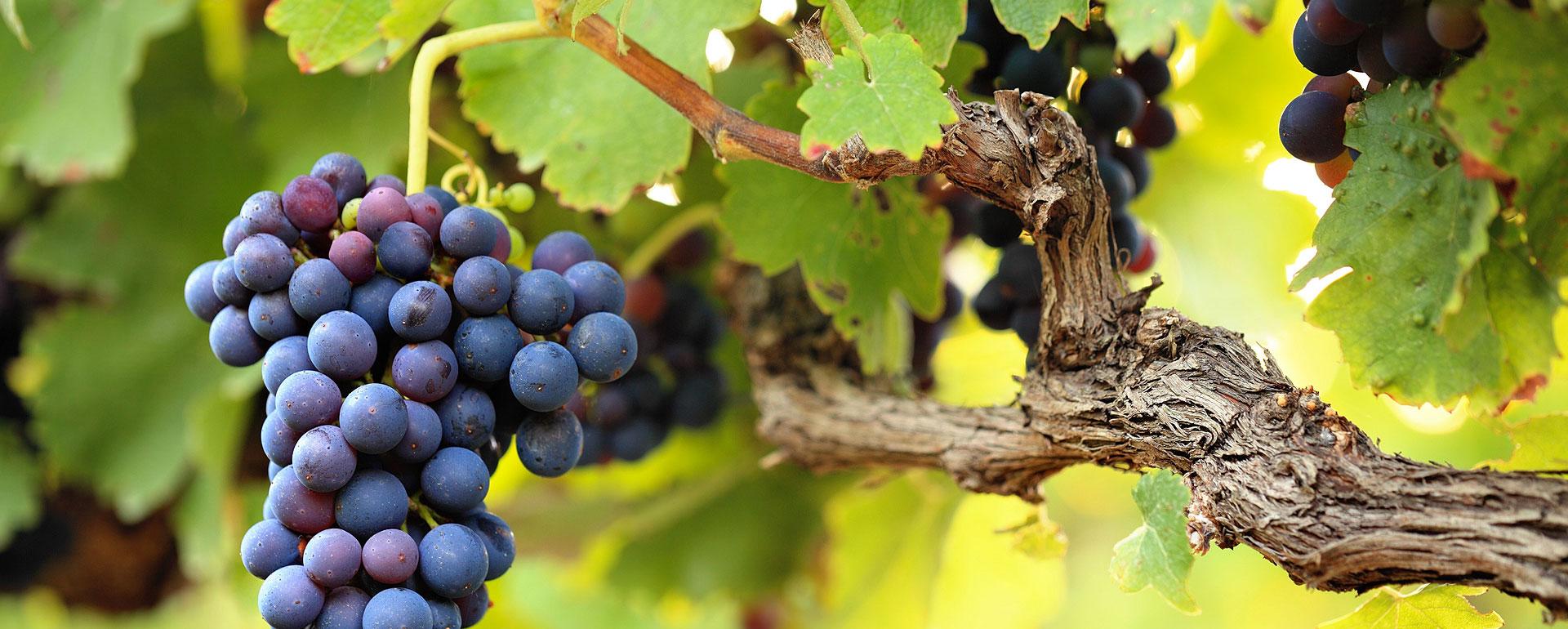 Sur les contreforts de Bruniquel, la vigne s'est fait une place au soleil