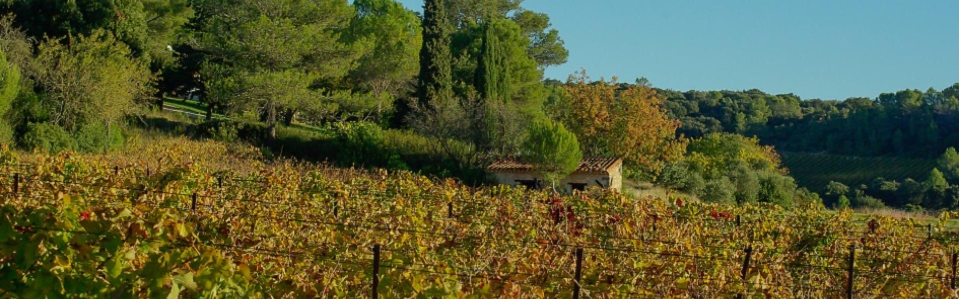 Vigne © Jacqueline Macou de Pixabay