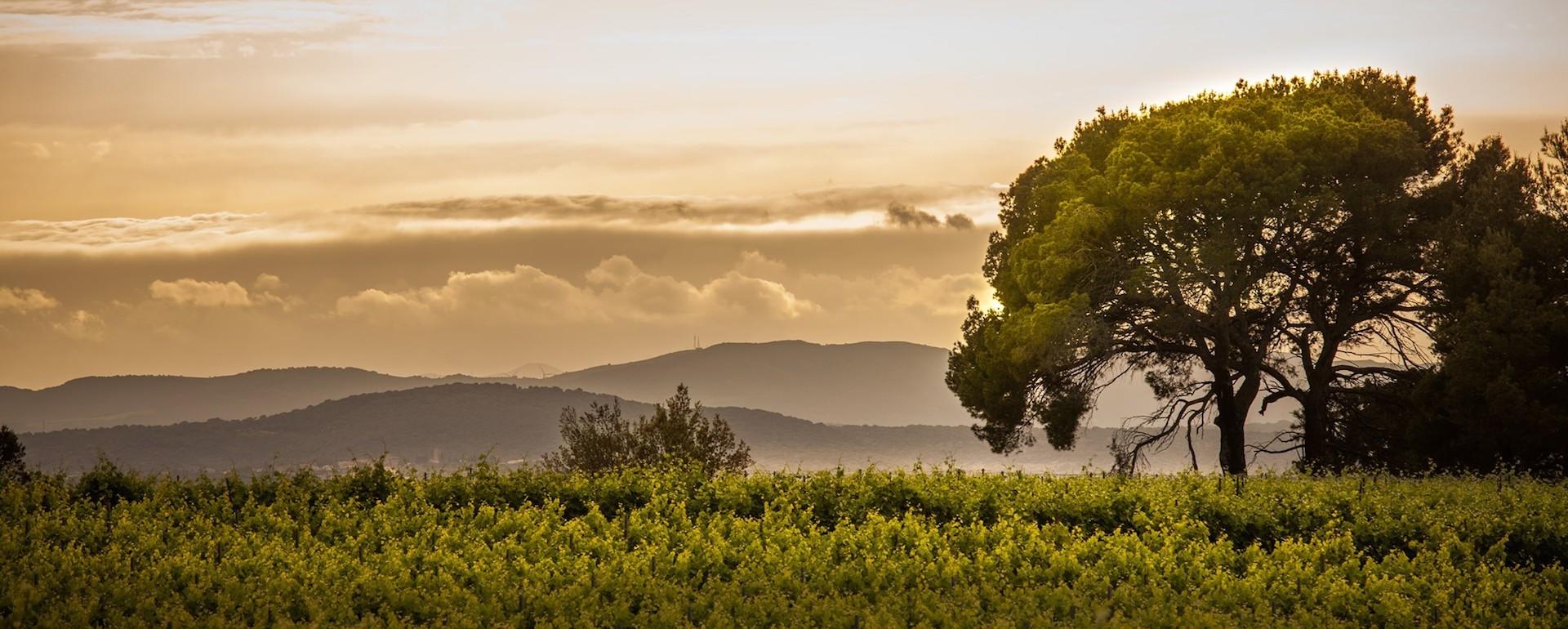 Vignobles de la vallée du Rhône