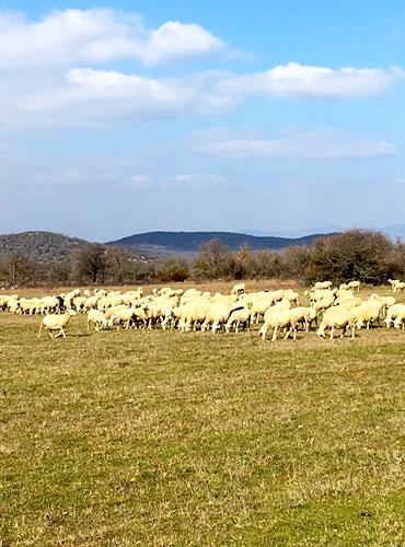 Brebis du causse du Larzac, St Maurice Navacelles ©CCL&L
